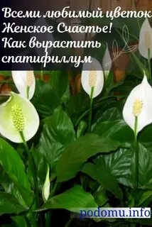 Цветок спатифиллум женское счастье приметы