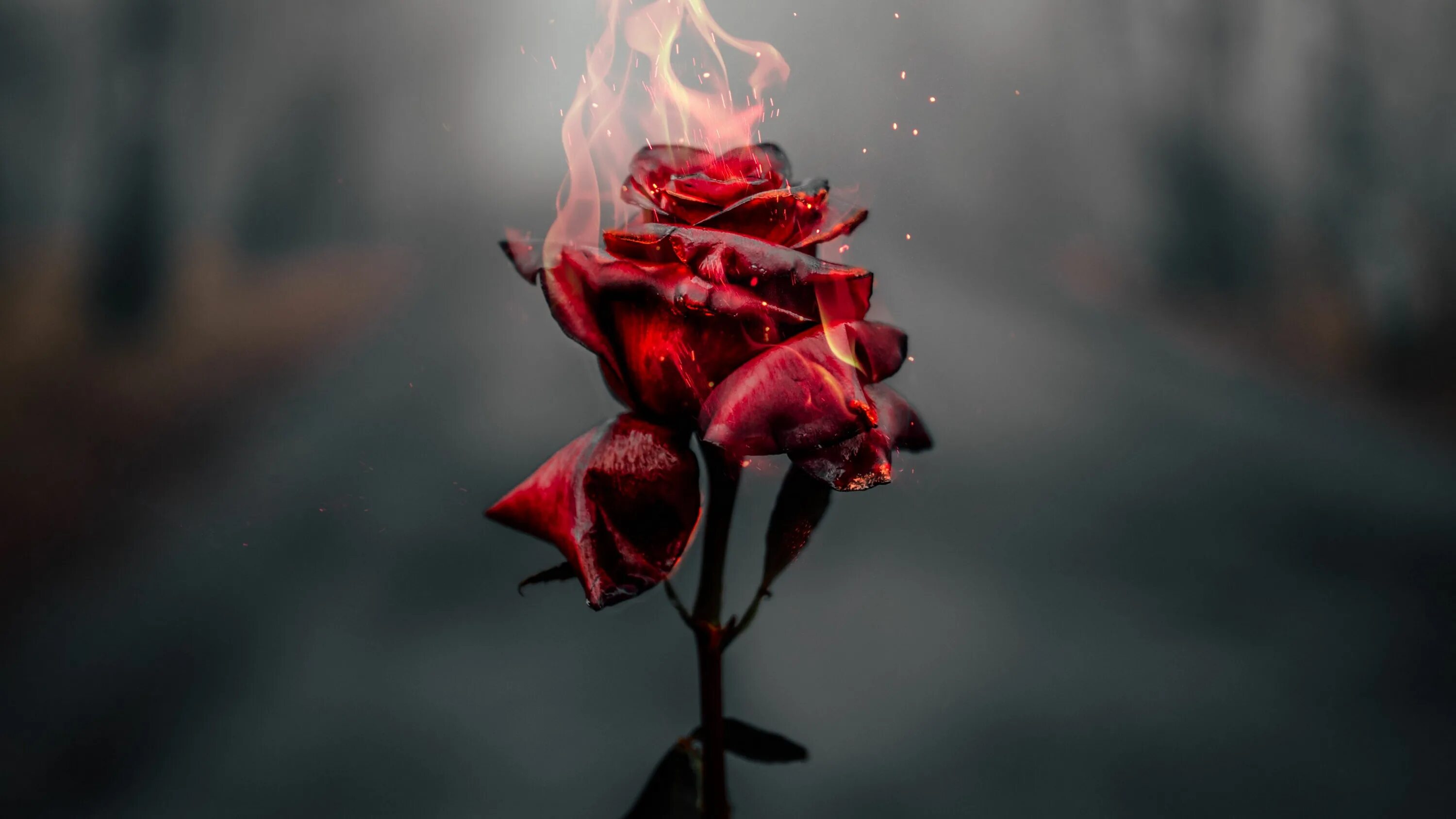 Burnt roses. Роза блэк файер. росес иманбек ремикс. иманбек saint john roses. роза в огне.