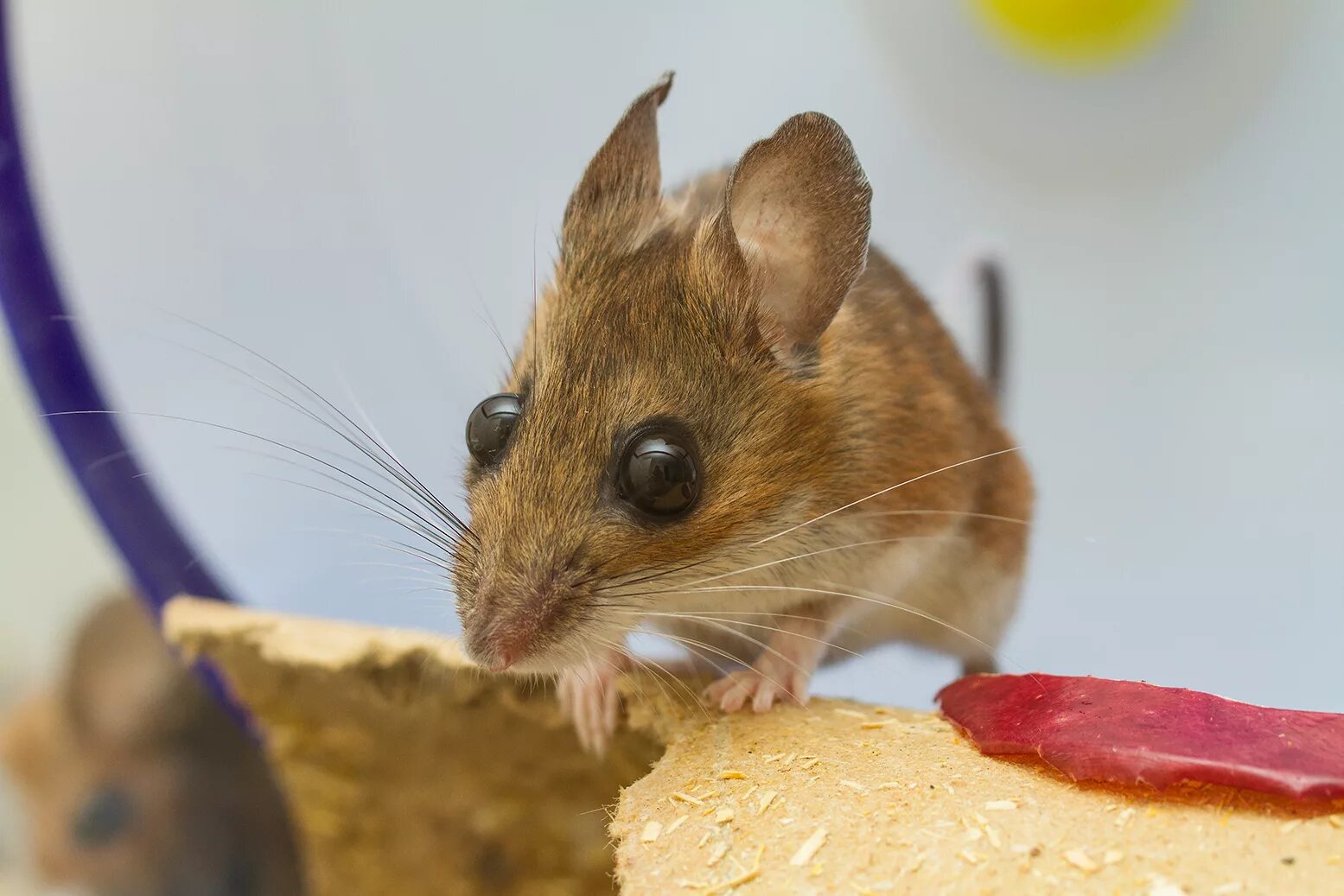 She was a mouse. Оленья мышь Peromyscus maniculatus. Крысовидный хомячок. Крысовидный хомяк Уссурийская Тайга. Peromyscus leucopus.
