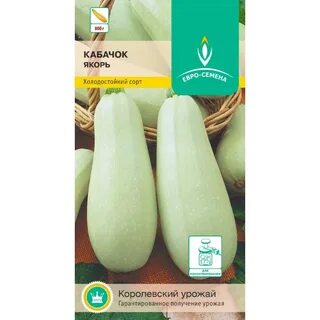 Кабачок якорь