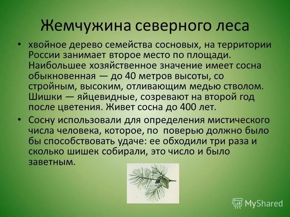 Сосна презентация. Хвойные растения в природе и в жизни человека. Сообщение о хвойных лесах. Информация о хвойных растениях.