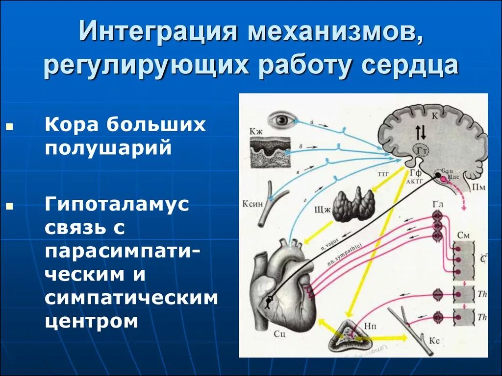 Деятельность сердца регулирует. Механизм деятельности сердца. деятельность сердца регулируется. регулирование работы сердца. механизм работы сердца.