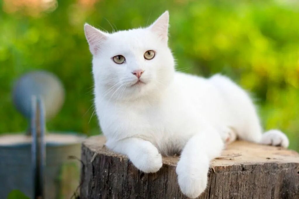 Белые кошечки картинки. Белый кот. Белые коты. Красивая белая кошка. Породы белых кошек.