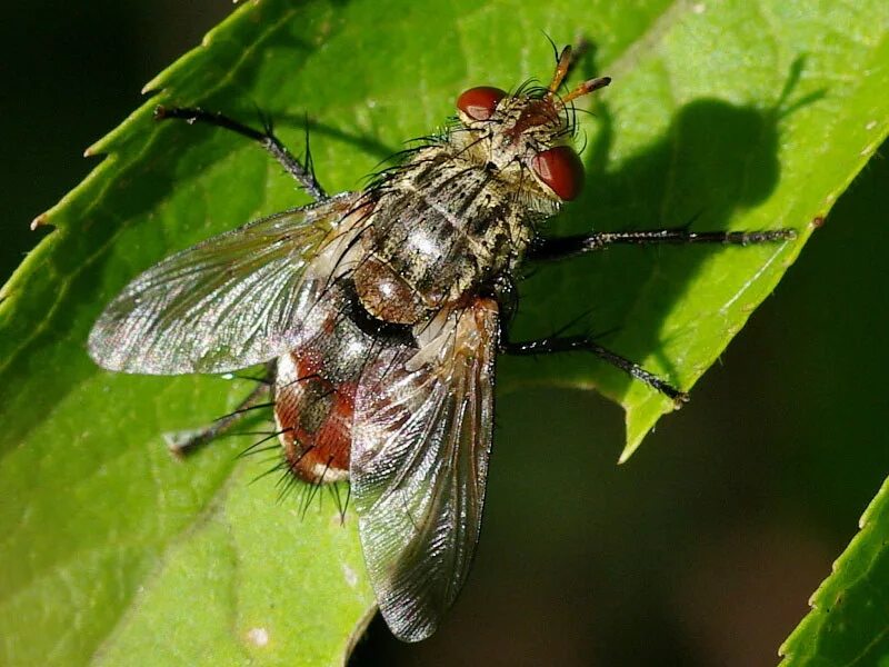 Слепень овод и муха цеце. Характеристика отряда двукрылые. Отряд двукрылые (diptera). Отряд мухи. Паут овод слепень разница.