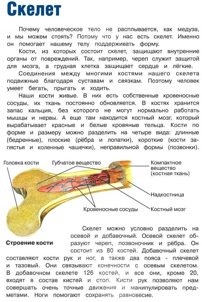 Добавочный скелет состоит из костей. Осевой и добавочный скелет. Состав костей осевого скелета. Добавочный скелет соединение костей. Почему они периодически обновляются