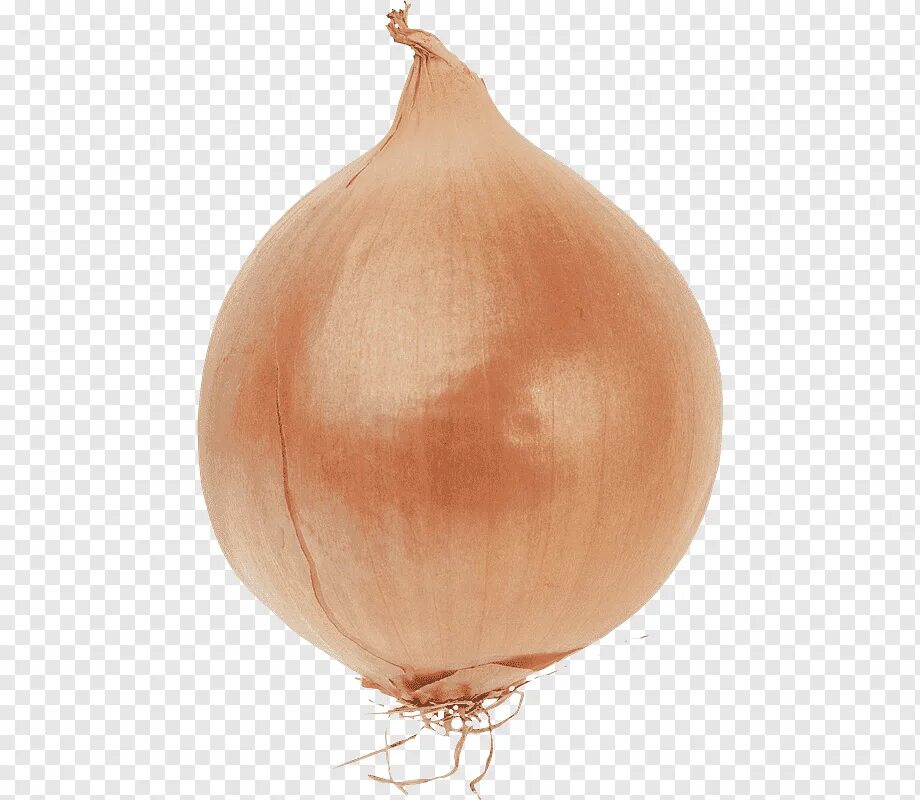 Лук вектор. Лук цибуля. Лук на белом фоне. Лук репка 1кг. Лук-севок сеттон.