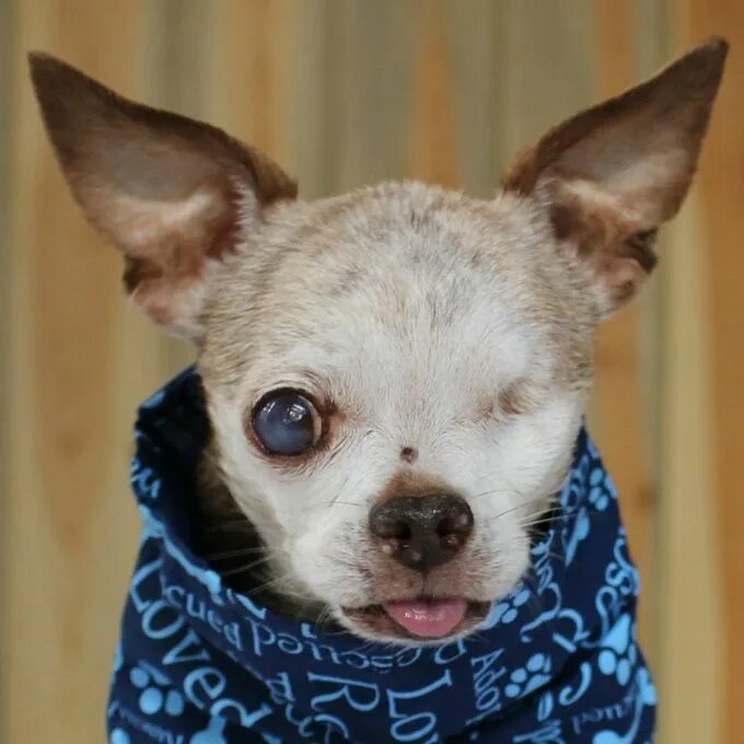 Puppy looks like an evil movie villain due to his raised black eyebrow Daily Mai
