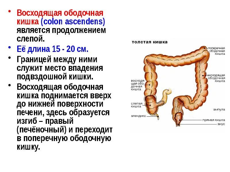 Colon перевод. Ободочная толстая кишка анатомия. Восходящая ободочная кишка (Colon ascendens) характеризуется:. Отделы толстой кишки анатомия человека. Слепая кишка анатомия человека.