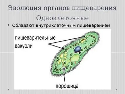 Органы пищеварения обмен веществ и превращение