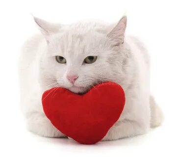 Красное и белое коты