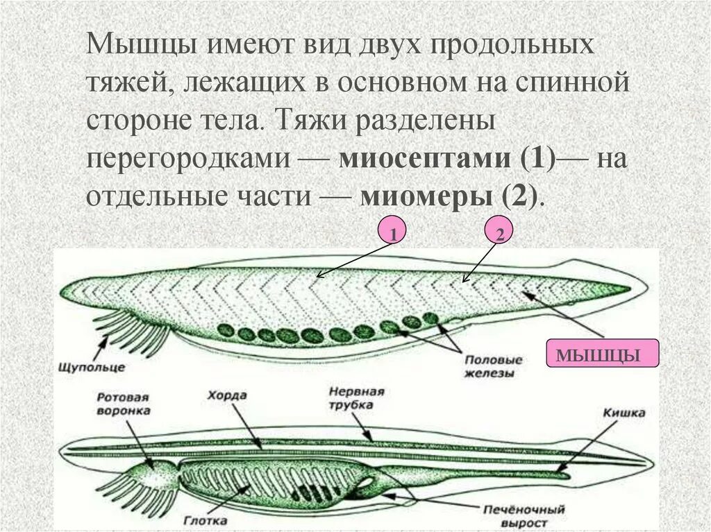 Какой вид имеет нервная система хордовых. Миомеры ланцетника. Признаки хордовых животных. Строение хордовых животных. На спинной стороне тела у хордовых.