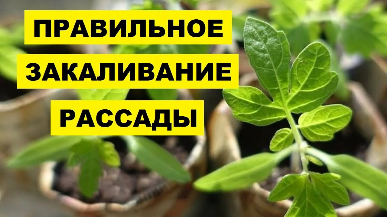 Закаливание рассады. Закалка рассады. Рассада помидор закаливание. Закалка семян помидоров.