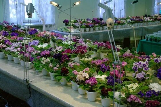 Фиалки в самаре. Нк мадам брошкина фиалка. Самарский дом фиалки выставка. Фиалки в самаре. Самарский дом фиалки.