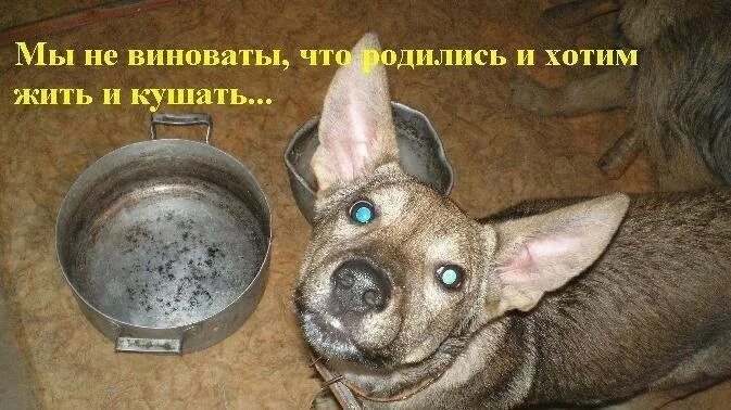 Кормление собак и кошек. Прикольные картинки животных. Собака выпрашивает еду. Забавные домашние животные. Еда для домашних животных.