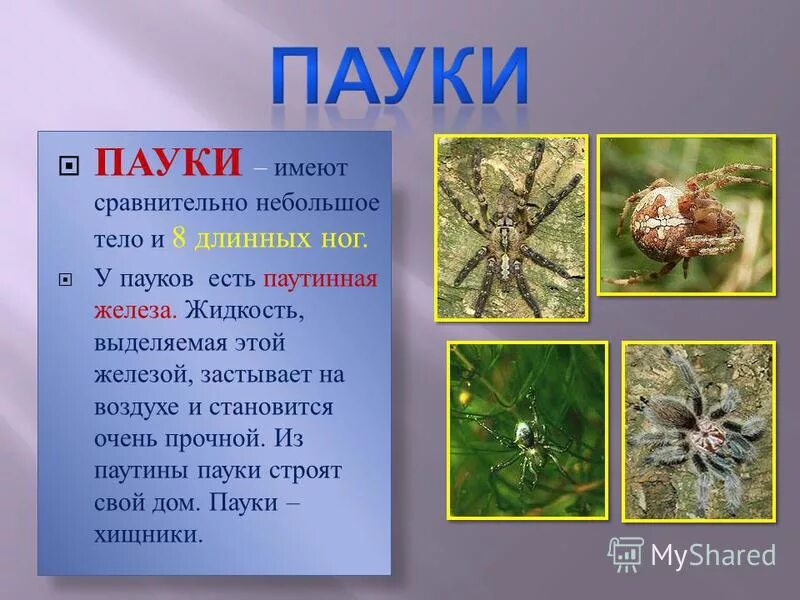 Сообщение о паукообразных 3 класс окружающий мир. Информация о пауках. сообщение о пауке. рассказ о пауках. доклад про пауков.