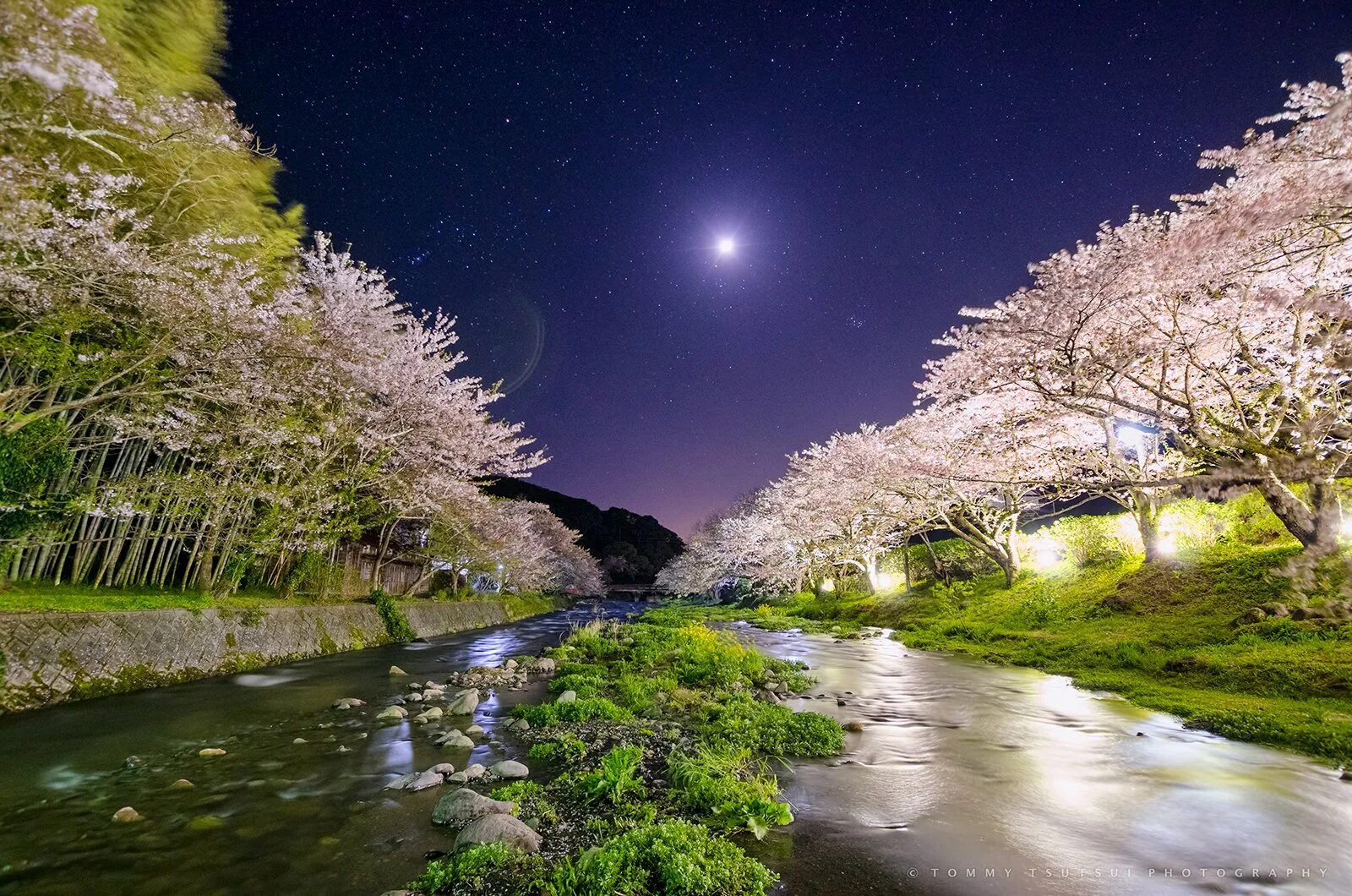 Сакура ночью. Цветение Сакуры в Южной Корее. Япония манзаралари. Ночная Южная Корея Сакура 2к. Пейзажи Японии.