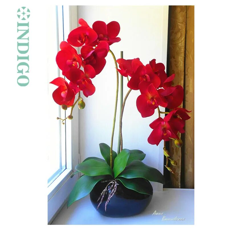 Купить орхидею в саратове. Орхидея фаленопсис красная. Фаленопсис ярко красный. Фаленопсис ред Роуз. Красные орхидеи индиго фаленопсис.