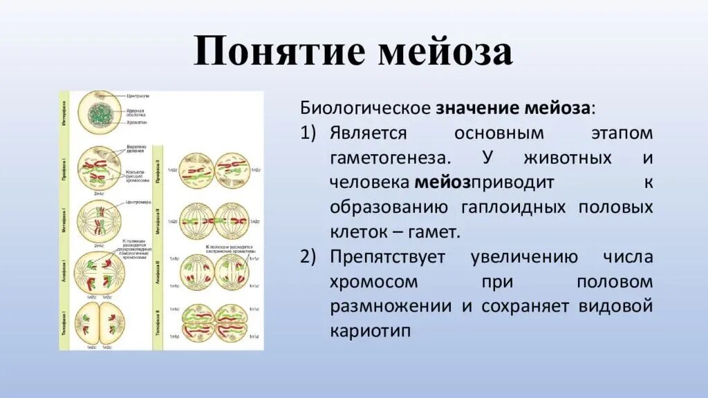 Укажите основные отличия мейоза от митоза 9. Набор хромосом после 1 деления мейоза. Мейоз 10 класс биология. Редукционное деление мейоза это в биологии. Биологическое строение мейоза.