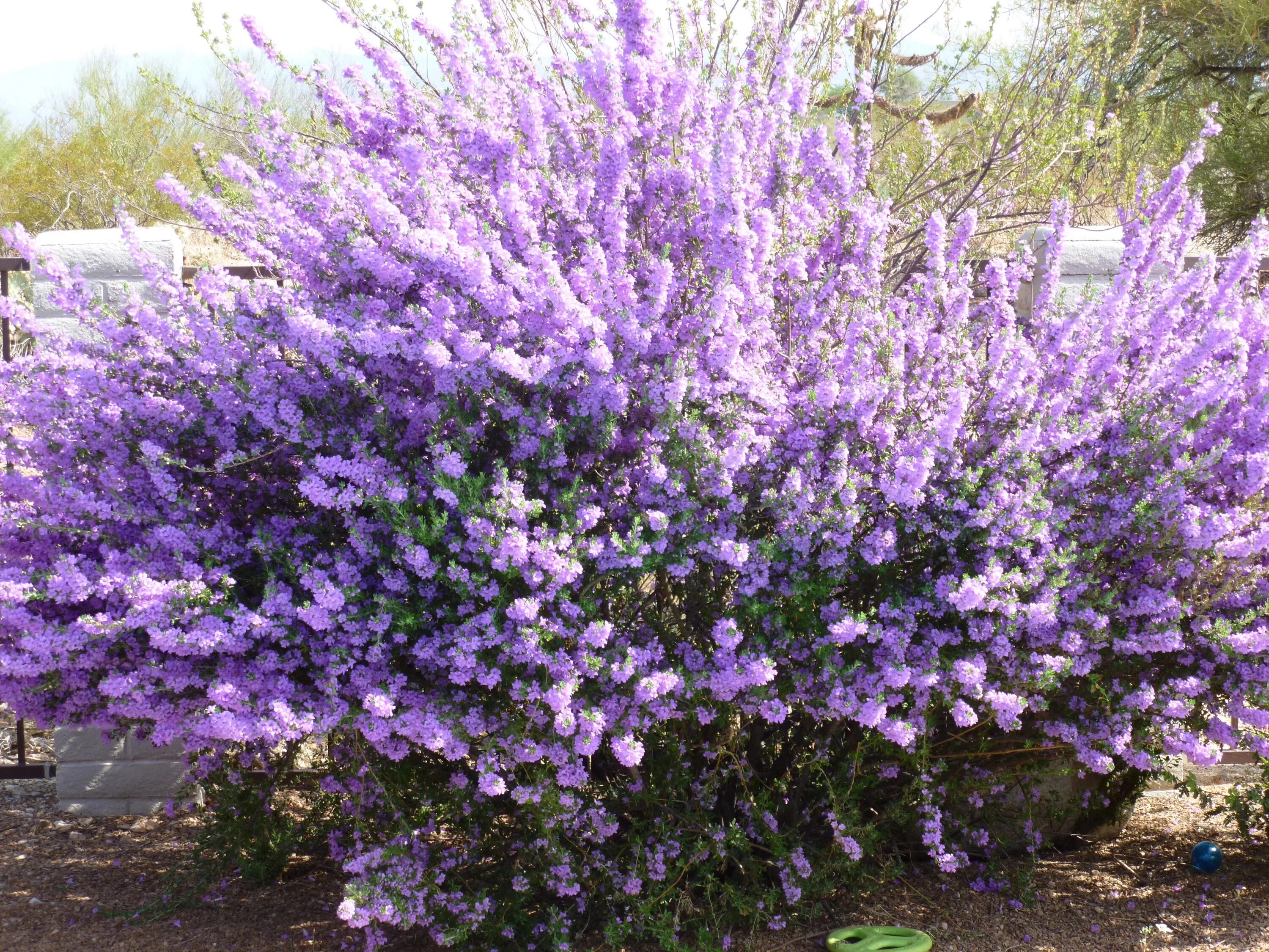 Bougainvillea - Uma das mais belas florações. Trees to plant, Flowering shrubs, 