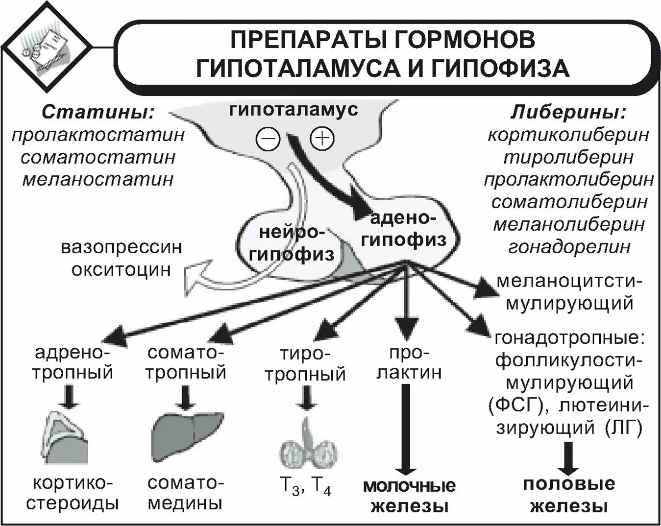 Гормон гипофиза сдать. Схема действия гормонов гипоталамуса и гипофиза. Таблица препараты гормонов гипоталамуса и гипофиза. Семейства гормонов гипоталамуса и гипофиза.. Гормоны гипофиза и гипоталамуса таблица.