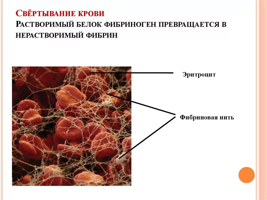 Как изменится количество фибрина после пореза. Нерастворимый белок крови. Белок плазмы участвующий в свертывании крови. Растворимый белок фибриноген превращается в нерастворимый фибрин. Белок фибрин.