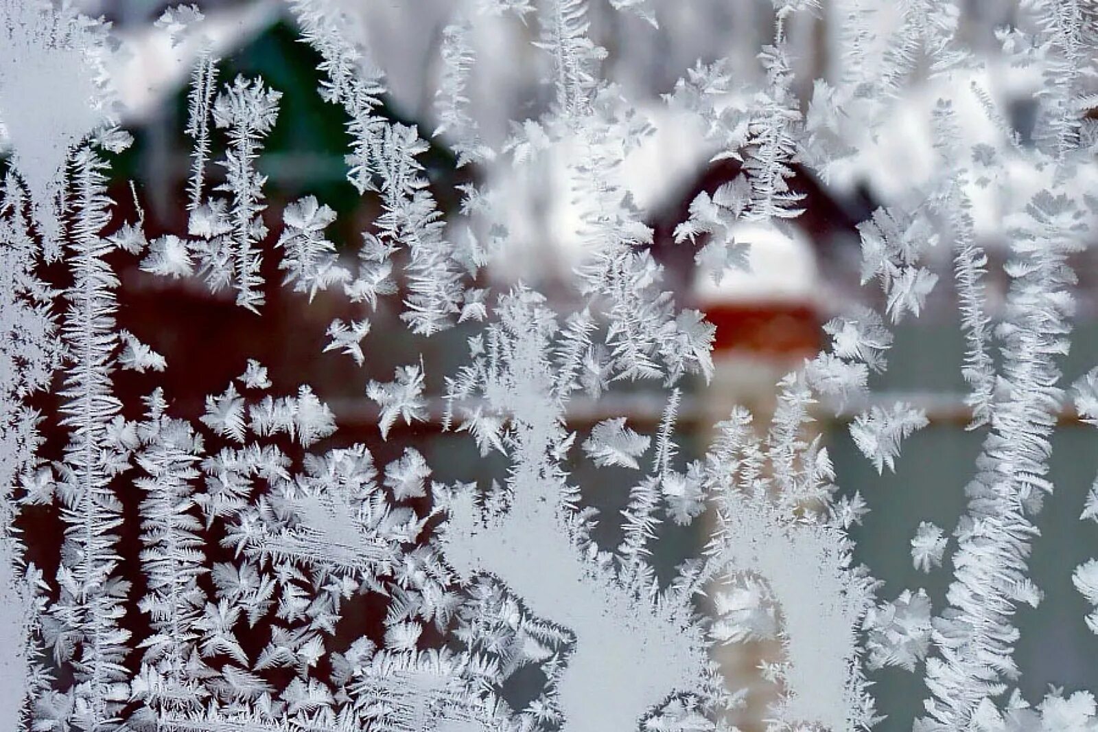 Деревья стояли стеклянные от мороза. Морозные узоры. Иней десублимация. Морозное кружево. Деревья в инее в ноябре.