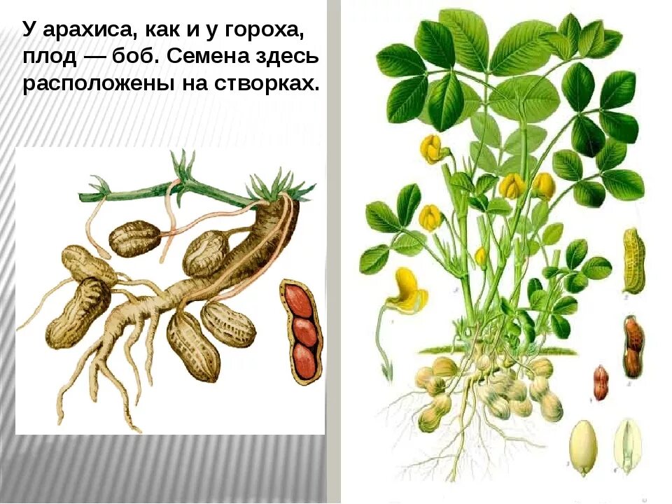 Название арахиса. Земляной орех арахис. Арахис семейство бобовых. Арахис это бобовые. Арахис плод Боб.