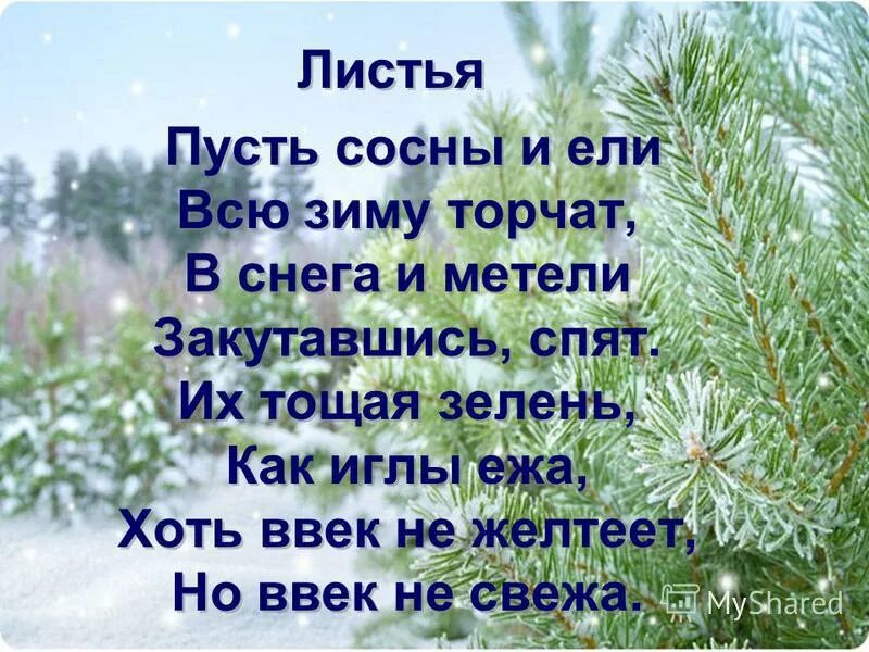 Стих листья. Пусть сосны и ели всю зиму торчат в снега и метели закутавшись. Листья пусть сосны и ели всю зиму. Пусть сосны и ели всю зиму торчат в снега. Листья пусть сосны и ели всю зиму торчат в снега.