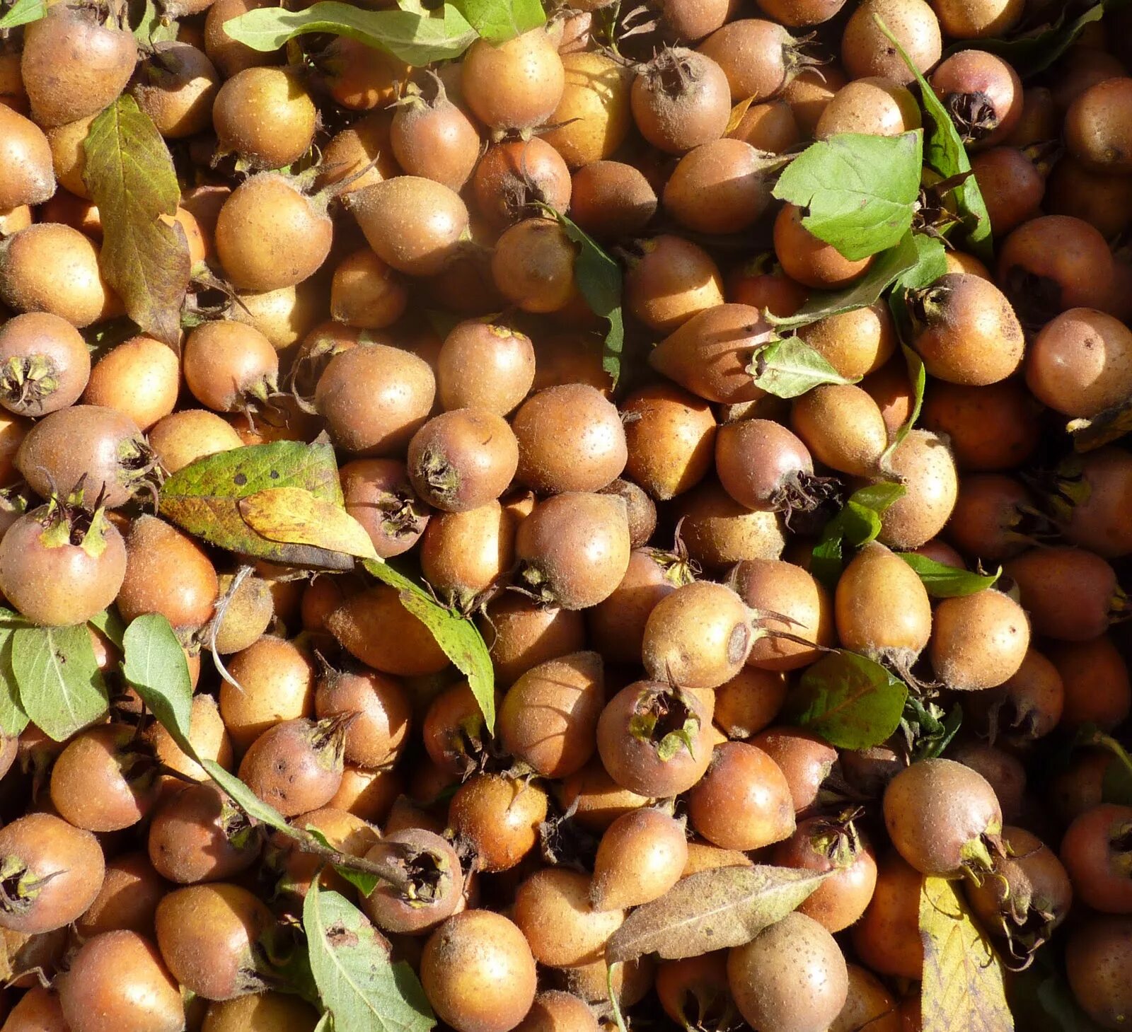 унаби мушмула. зыкер армянский фрукт. азгиль азгиль. мушмула дагестанская. зкер армянский фрукт.