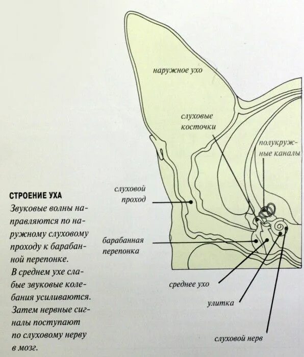 Строение наружного уха кота. Строение ушной раковины кота. Строение кошачьего уха снаружи. Орган слуха у млекопитающих