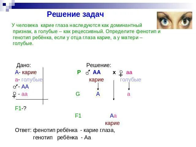 Как определить генотип в задаче. Решение задач по генетике моногибридное скрещивание. Задачи на моногибридное скрещивание. Как решать задачи на моногибридное скрещивание. Задачи на моногибридное скрещивание с решением.