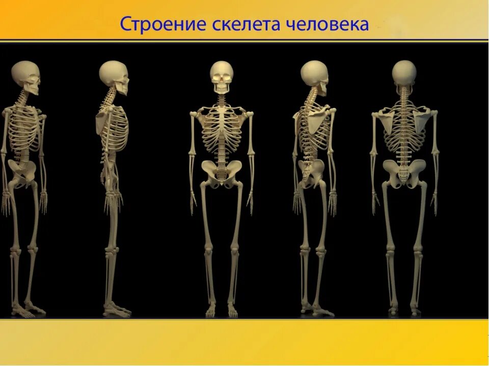 Скелет установить. Структура скелета. детский скелет анатомия. скелет казакша.