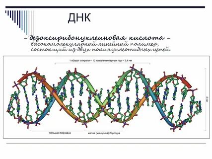Днк 4