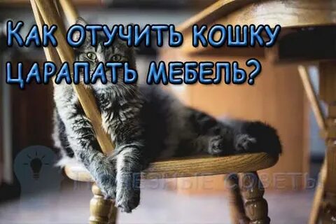 Почему кошка царапает мебель
