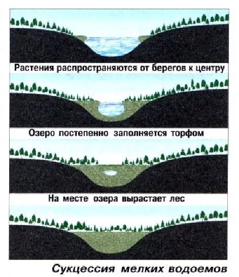 Из приведенного перечня выберите примеры иллюстрирующие сукцессии Организация растительных сообществ. (Лекция 2) презентация онлайн