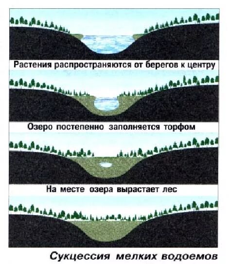 Сукцессия водоема