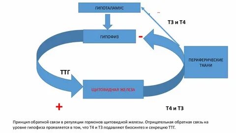 Отрицательный цикл