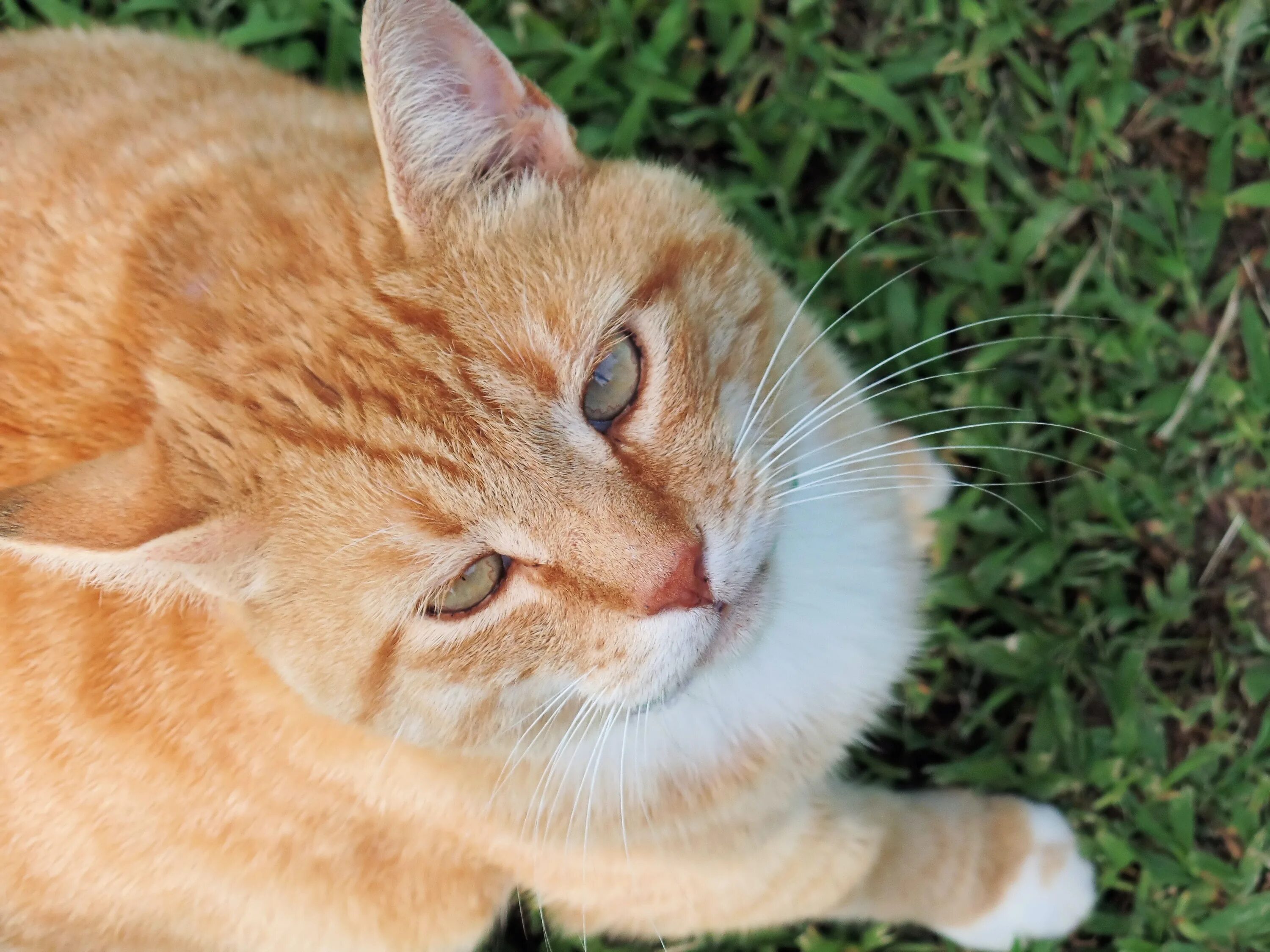 Котенок апельсин. Кот мандарин. Черная кошка с оранжевыми глазами. Кошка апельсин. Кошка апельсин.