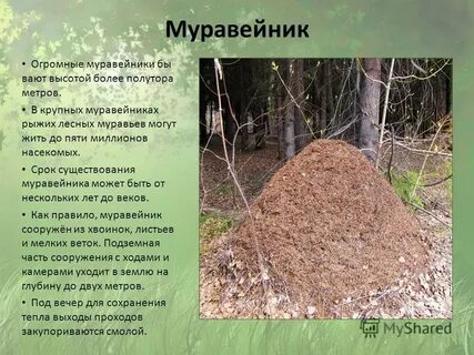 С какой стороны дерева муравьи строят