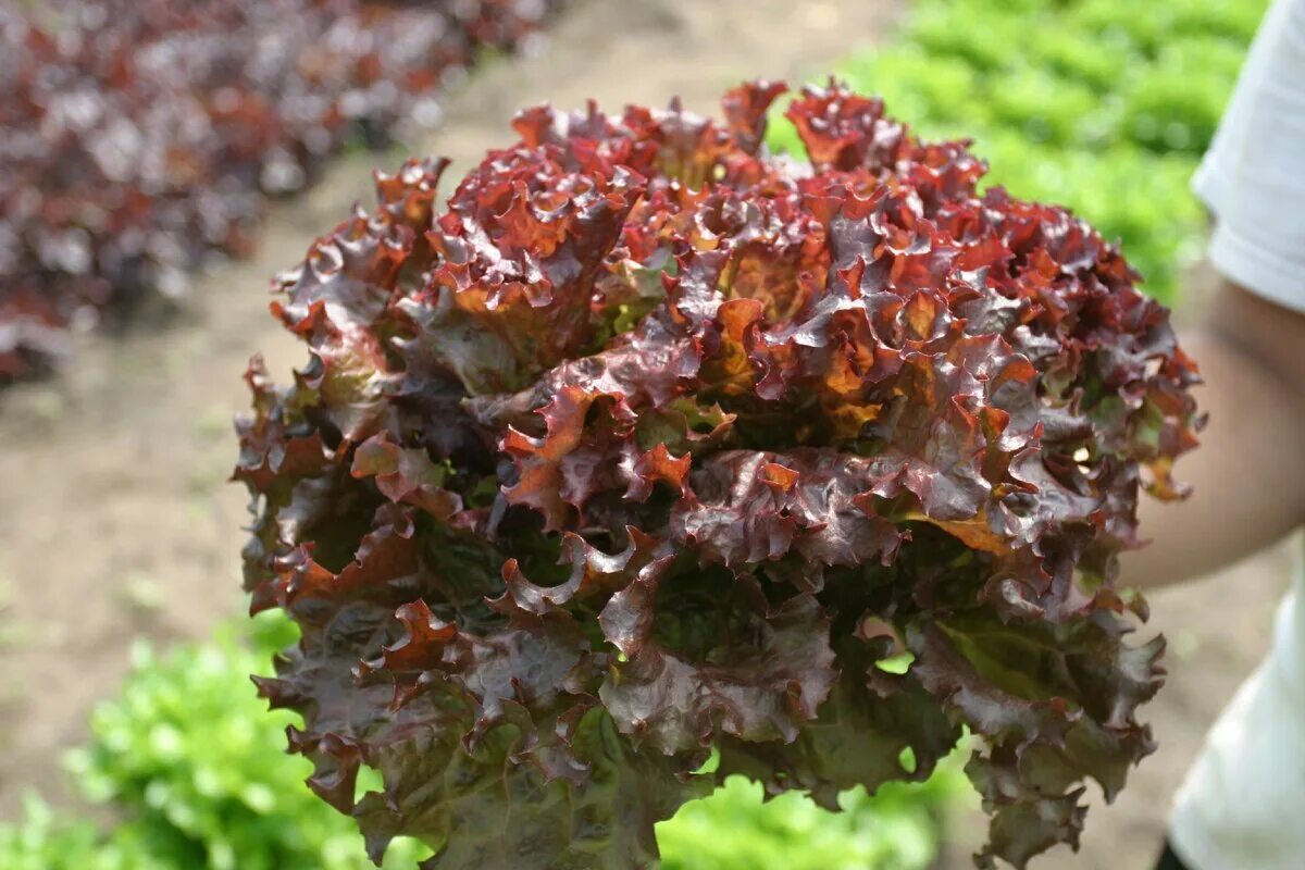 Салат какая почва. Сорта салата листового. Салат листовой Барбадос. Салат Робин. Салат анапчанин фото.