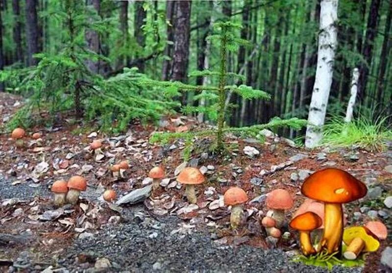 Грибная поляна фото. Сбор грибов в тайге. Лес где много грибов. Много грибов в тундре. Поляна на которой грибы.
