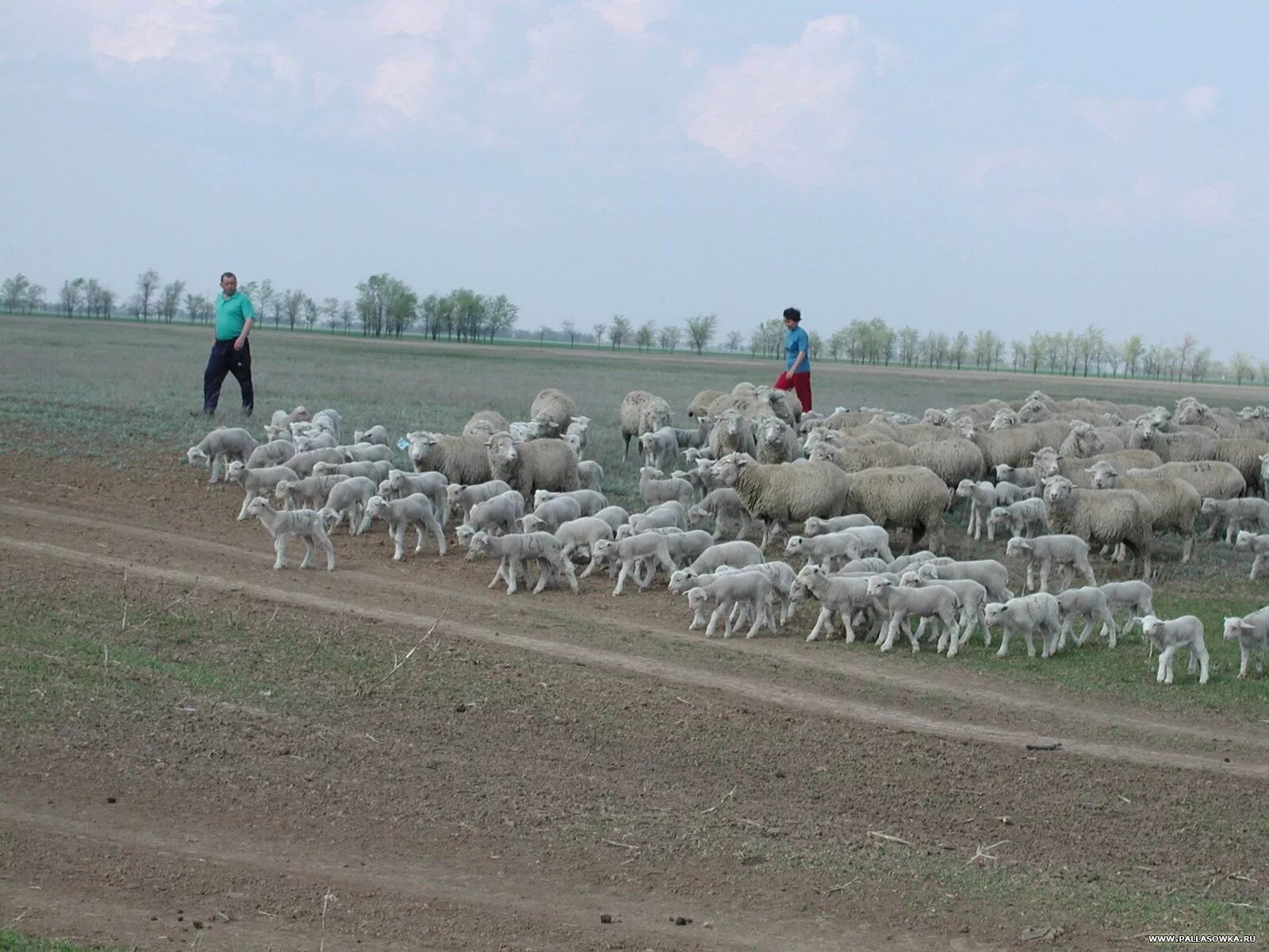 жолобов хутор. новодеревянковская каневского района краснодарского края. жолобов хутор. храм ст новодеревянковской каневского района. хутор камышинский волгоградская область.