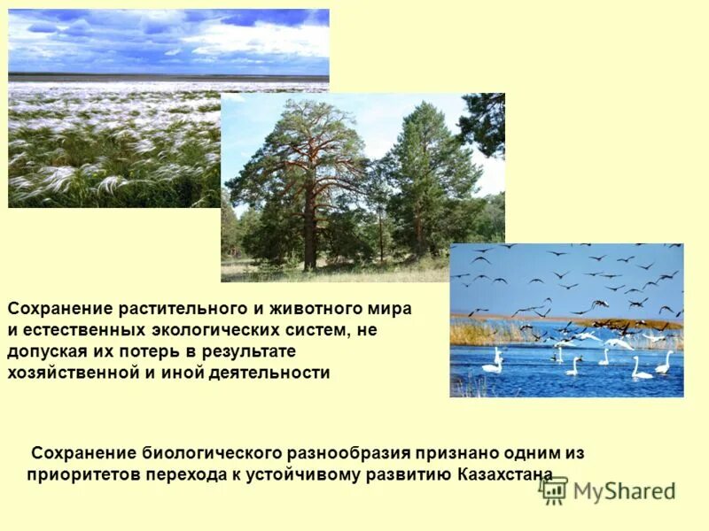 Меры сохранения растений. Биоразнообразие в экосистеме. Всемирный день биологического разнообразия. Сохранение биологического разнообразия. Сохранения животного и растительного.