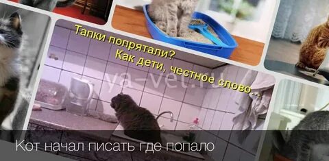 Кот стал писать где попало что делать