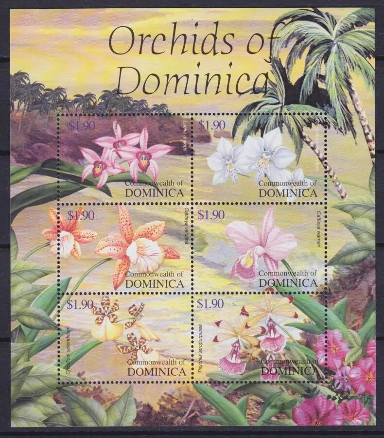 Domenika flowers