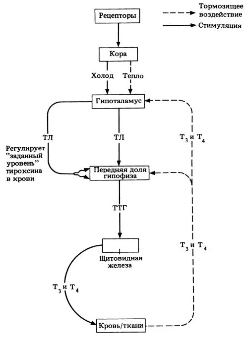 Регуляция тироксина. Регуляция синтеза гормонов щитовидной железы схема. схема регуляции секреции гормонов щитовидной железы. контур регуляции секреции тироксина гормона. регуляция выработки гормонов схема.