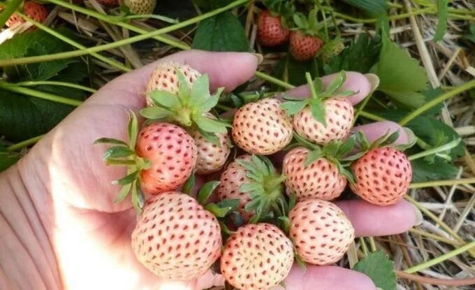 La curiosidad de las fresas blancas. #mundotv - YouTube