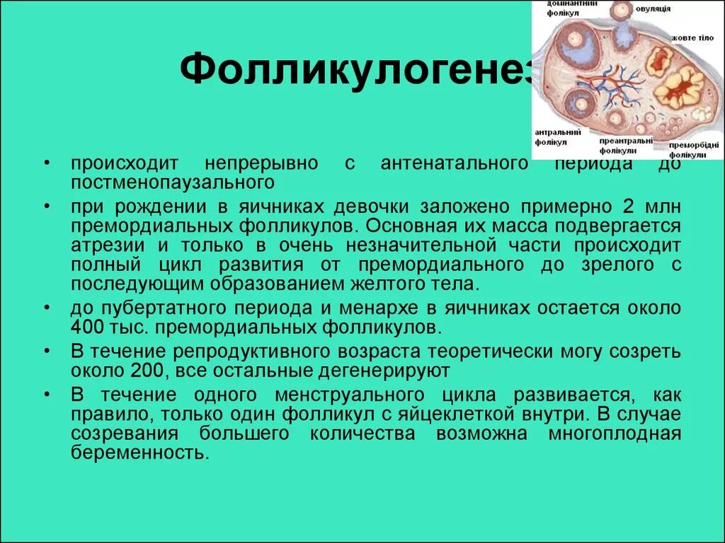 Фолликулогенез в яичнике. Количество яйцеклеток у женщины. Созревание яйцеклетки. Фолликулогенез у женщин. Развитие половых клеток в яичнике