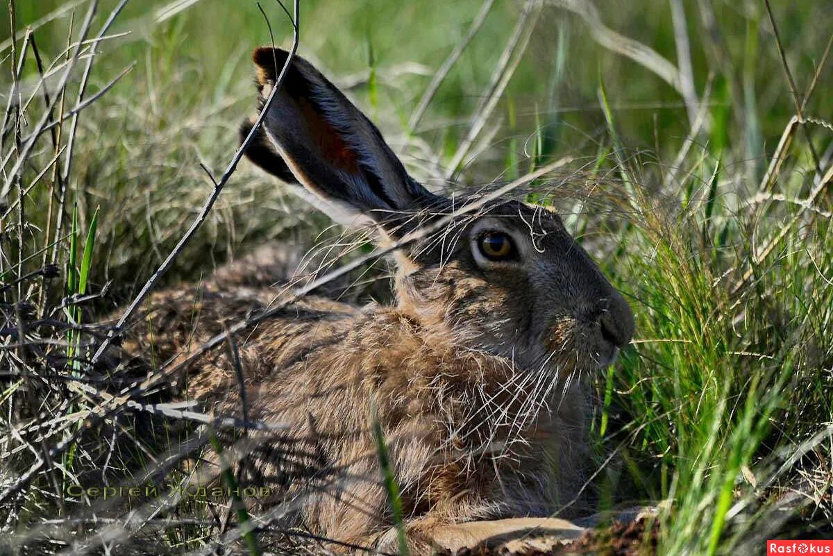 заяц-русак. заяц территория. заяц территория. заяц-беляк lepus timidus. заяц русак заяц русак.