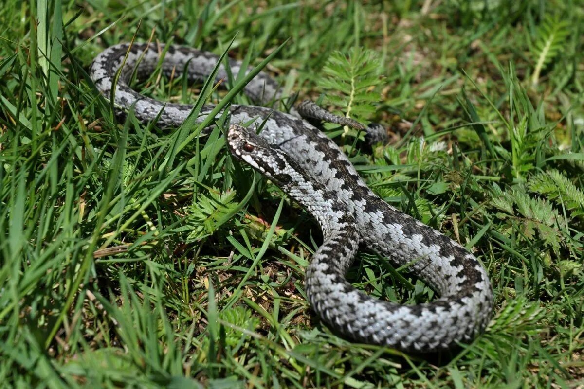 Фото гадюки. Восточная Степная гадюка (Vipera (Pelias) Renardi). Гадюка Сибирская. Кавказская гадюка. Обыкновенная гадюка.